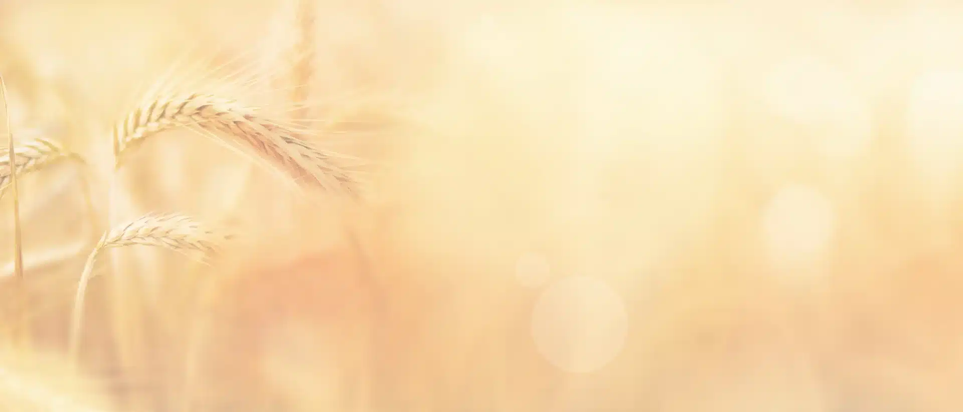 Corn field